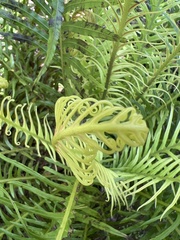 Blechnum gibbum
