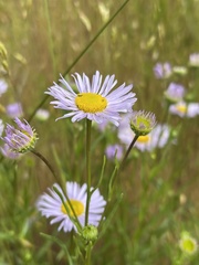 Erigeron decumbens