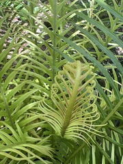 Blechnum gibbum