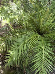 Blechnum gibbum