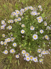 Erigeron decumbens