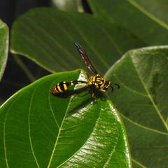 Phimenes flavopictus flavopictus