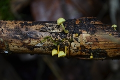 Mycena chusqueophila