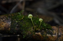 Mycena chusqueophila