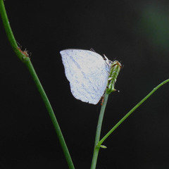 Curetis acuta dentata