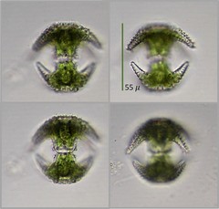 Staurastrum cerastes