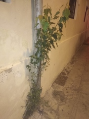 Ficus religiosa