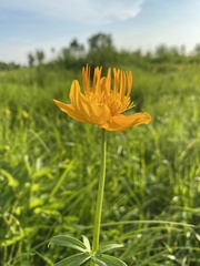 Trollius chinensis