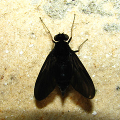 Chrysopilus velutinus