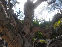 Ficus