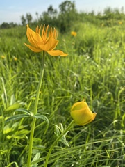 Trollius chinensis