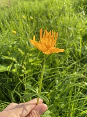 Trollius chinensis