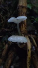 Mycena subulifera