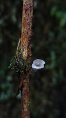 Mycena subulifera