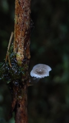 Mycena subulifera