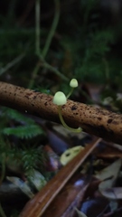 Mycena chusqueophila