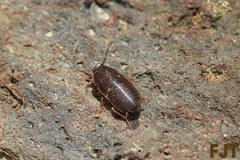 Myrmecoblatta hebardi