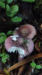 Russula nothofaginea