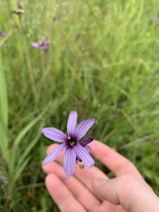Sisyrinchium hitchcockii