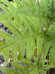 Woodwardia semicordata