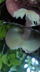 Russula nothofaginea