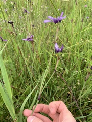 Sisyrinchium hitchcockii