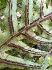 Woodwardia semicordata