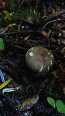 Russula nothofaginea