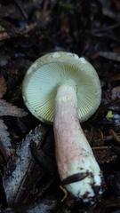 Russula nothofaginea