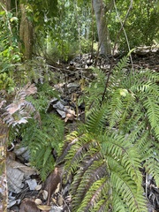 Woodwardia semicordata
