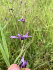 Sisyrinchium hitchcockii