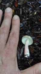 Russula nothofaginea