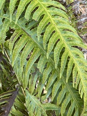 Woodwardia semicordata