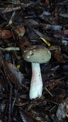 Russula nothofaginea