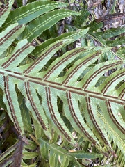 Woodwardia semicordata