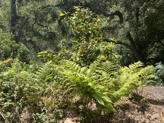 Woodwardia semicordata