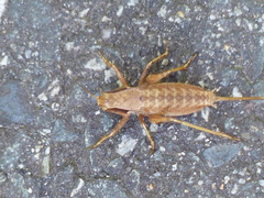 Atlanticus testaceus