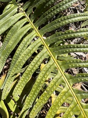 Pleopeltis lepidotricha