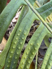 Pleopeltis lepidotricha