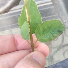 Porophyllum punctatum