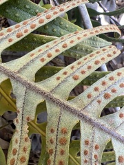 Pleopeltis lepidotricha