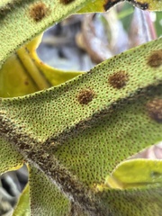 Pleopeltis lepidotricha