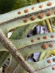 Pleopeltis lepidotricha