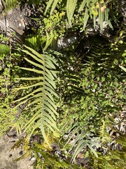 Pleopeltis lepidotricha