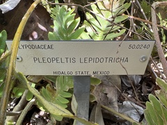 Pleopeltis lepidotricha