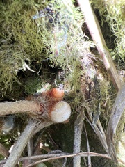 Pleopeltis lepidotricha