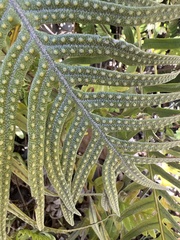 Pleopeltis lepidotricha