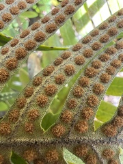 Pleopeltis lepidotricha