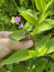 Lathyrus komarovii