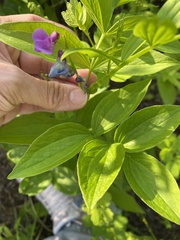 Lathyrus komarovii